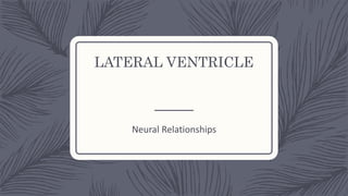 LATERAL VENTRICLE
Neural Relationships
 