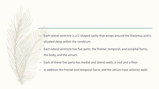 – Each lateral ventricle is a C-shaped cavity that wraps around the thalamus and is
situated deep within the cerebrum.
– Each lateral ventricle has five parts: the frontal, temporal, and occipital horns,
the body, and the atrium.
– Each of these five parts has medial and lateral walls, a roof and a floor
– In addition the frontal and temporal horns and the atrium have anterior walls
 