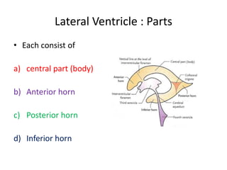 Lateral Ventricle : Parts
• Each consist of
a) central part (body)
b) Anterior horn
c) Posterior horn
d) Inferior horn
 