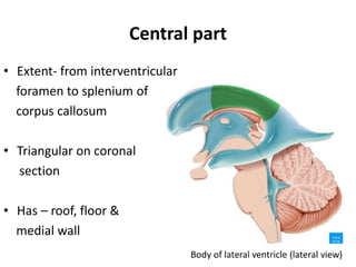 Central part
• Extent- from interventricular
foramen to splenium of
corpus callosum
• Triangular on coronal
section
• Has – roof, floor &
medial wall
 