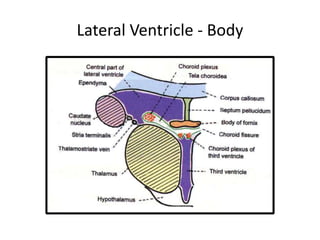 Lateral Ventricle - Body
 