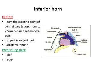 Inferior horn
Extent:
• From the meeting point of
central part & post. horn to
2.5cm behind the temporal
pole
• Largest & longest part
• Collateral trigone
Presenting part:
• Roof
• Floor
 