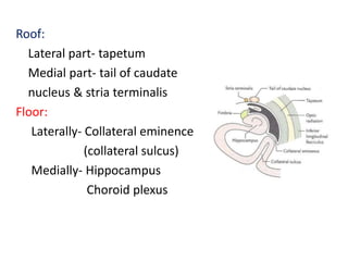 Roof:
Lateral part- tapetum
Medial part- tail of caudate
nucleus & stria terminalis
Floor:
Laterally- Collateral eminence
(collateral sulcus)
Medially- Hippocampus
Choroid plexus
 