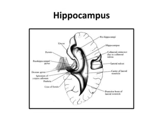 Hippocampus
 