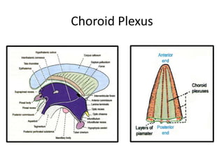 Choroid Plexus
 