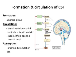 Formation & circulation of CSF
Formation:
- choroid plexus
Circulation:
- lateral ventricle – third
ventricle – fourth ventricle
- subarachnoid space &
central canal
Absorption:
- arachnoid granulation –
SSS
 