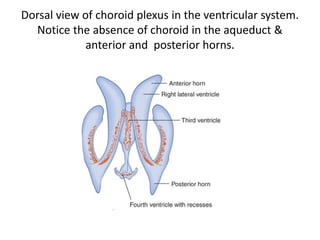 Dorsal view of choroid plexus in the ventricular system.
Notice the absence of choroid in the aqueduct &
anterior and posterior horns.
 