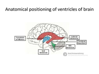 Anatomical positioning of ventricles of brain
 