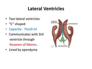 Lateral Ventricles
• Two lateral ventricles
• “C” shaped
• Capacity- 7to10 ml
• Communicates with 3rd
ventricle through
foramen of Monro.
• Lined by ependyma
 