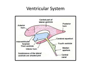 Ventricular System
 