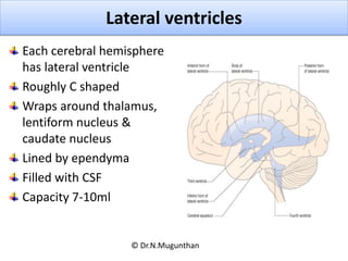 Lateral ventricles
Each cerebral hemisphere
has lateral ventricle
Roughly C shaped
Wraps around thalamus,
lentiform nucleu...
