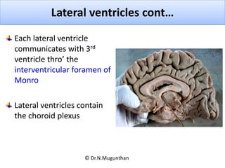 Each lateral ventricle
communicates with 3rd
ventricle thro’ the
interventricular foramen of
Monro
Lateral ventricles cont...