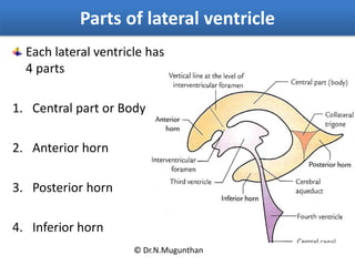 Parts of lateral ventricle
Each lateral ventricle has
4 parts
1. Central part or Body
2. Anterior horn
3. Posterior horn
4...
