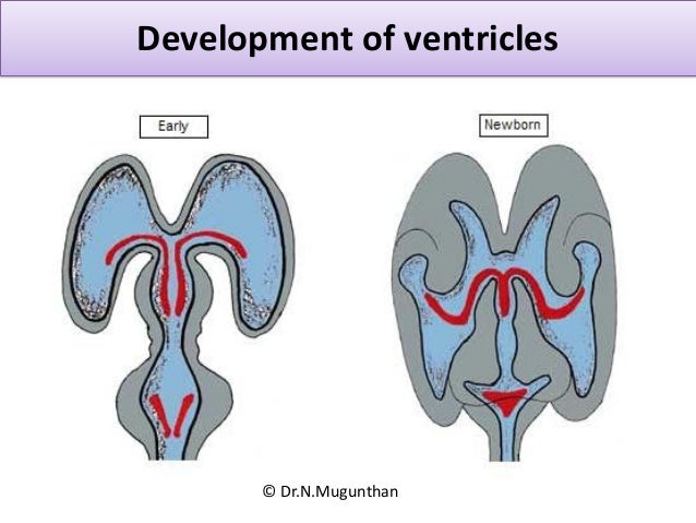 Lateral ventricle of Brain. By Dr.N.Mugunthan.M.S