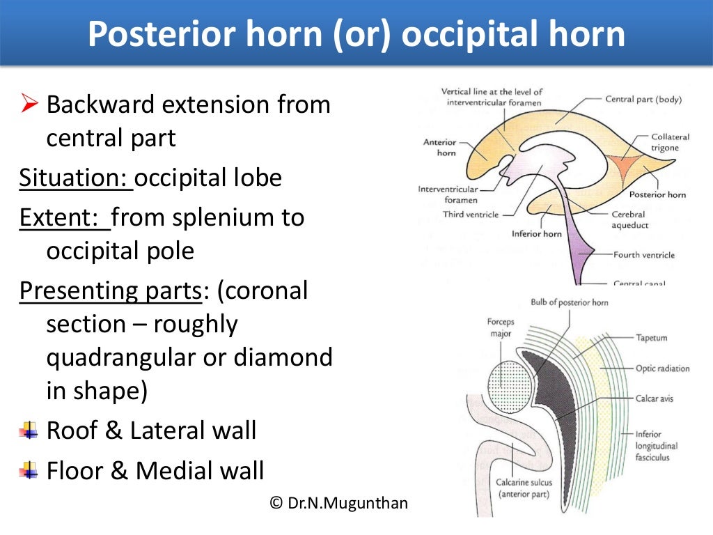 Lateral ventricle of Brain. By Dr.N.Mugunthan.M.S