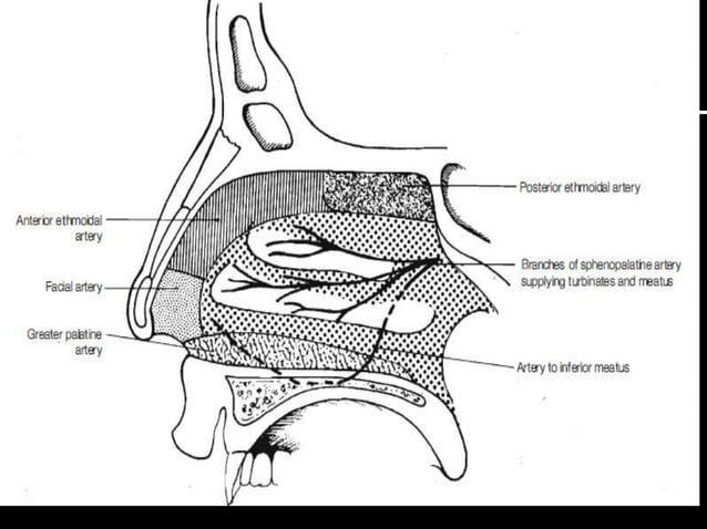 Anatomy of Lateral wall of nose | PPT