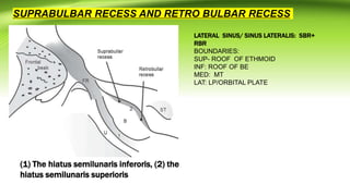 Retro Reces LATERAL WALL OF NOSE.pptx