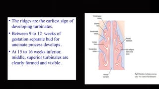 lateral wall of nose.pptx it is very important | PPTX
