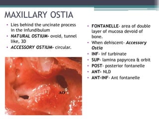 Accessory Ostium SURGICAL LATERAL WALL OF NOSE (1).ppt