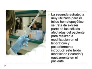  La segunda estrategia
muy utilizada para el
tejido hematopoyético
se trata de extraer
parte de las células
afectadas del paciente
para realizar la
modificación en el
laboratorio y
posteriormente
introducir este tejido
modificado (“curado”)
nuevamente en el
paciente.
 