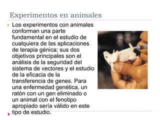 Experimentos en animales
 Los experimentos con animales
conforman una parte
fundamental en el estudio de
cualquiera de las aplicaciones
de terapia génica; sus dos
objetivos principales son el
análisis de la seguridad del
sistema de vectores y el estudio
de la eficacia de la
transferencia de genes. Para
una enfermedad genética, un
ratón con un gen eliminado o
un animal con el fenotipo
apropiado sería válido en este
tipo de estudio.
 