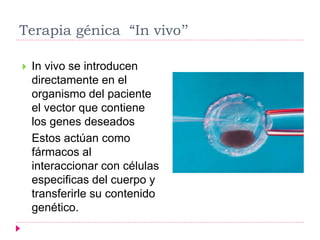 Terapia génica “In vivo’’
 In vivo se introducen
directamente en el
organismo del paciente
el vector que contiene
los genes deseados
Estos actúan como
fármacos al
interaccionar con células
especificas del cuerpo y
transferirle su contenido
genético.
 