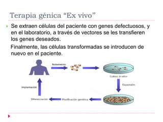 Terapia génica “Ex vivo’’
 Se extraen células del paciente con genes defectuosos, y
en el laboratorio, a través de vectores se les transfieren
los genes deseados.
Finalmente, las células transformadas se introducen de
nuevo en el paciente.
 