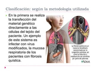 Clasificación: según la metodología utilizada
 En la primera se realiza
la transfección del
material genético
directamente a las
células del tejido del
paciente. Un ejemplo
de este sistema es
infectar con virus
modificados, la mucosa
respiratoria de los
pacientes con fibrosis
quística.
 