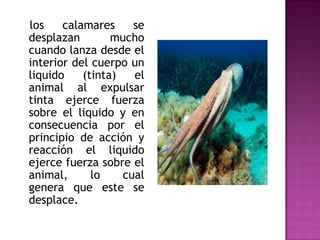los    calamares     se
desplazan        mucho
cuando lanza desde el
interior del cuerpo un
liquido    (tinta)   el
animal al expulsar
tinta ejerce fuerza
sobre el liquido y en
consecuencia por el
principio de acción y
reacción el liquido
ejerce fuerza sobre el
animal,      lo    cual
genera que este se
desplace.
 