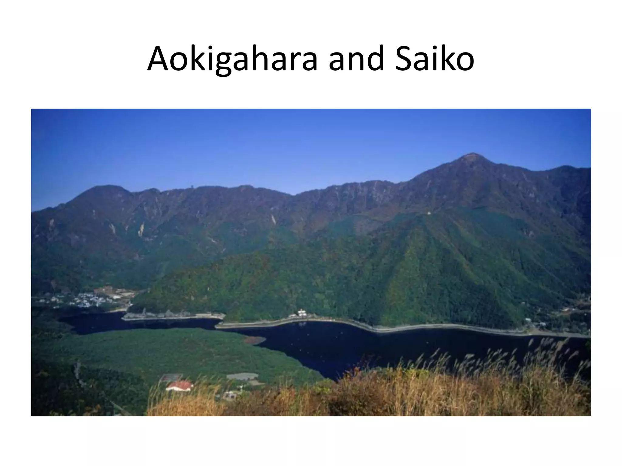 Aokigahara and Saiko
 
