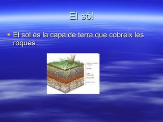 El sòl El sol és la capa de terra que cobreix les roques 