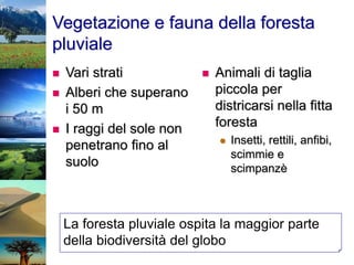 Vegetazione e fauna della foresta
pluviale
 Vari strati
 Alberi che superano
i 50 m
 I raggi del sole non
penetrano fino al
suolo
 Animali di taglia
piccola per
districarsi nella fitta
foresta
 Insetti, rettili, anfibi,
scimmie e
scimpanzè
La foresta pluviale ospita la maggior parte
della biodiversità del globo
 