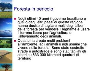 Foresta in pericolo
 Negli ultimi 40 anni il governo brasiliano e
quello degli altri paesi di questa regione
hanno deciso di tagliare molti degli alberi
della foresta per vendere il legname e usare
il terreno libero per l’agricoltura e
l’allevamento degli animali.
 Questo ha creato molti problemi
all’ambiente, agli animali e agli uomini che
vivono nella foresta. Sono state costruite
strade e autostrade e sono stati tagliati gli
alberi su 833 000 kilometri quadrati di
territorio
 