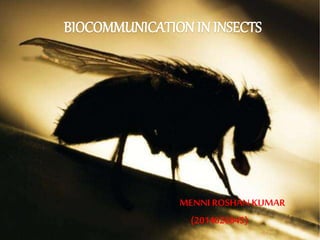 BIOCOMMUNICATION IN INSECTS
MENNI ROSHAN KUMAR
(2014026045)
 