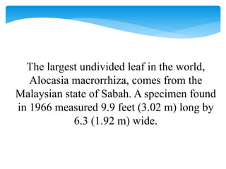 The largest undivided leaf in the world,
Alocasia macrorrhiza, comes from the
Malaysian state of Sabah. A specimen found
in 1966 measured 9.9 feet (3.02 m) long by
6.3 (1.92 m) wide.
 