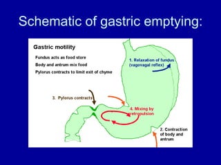 Schematic of gastric emptying: 