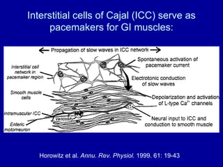 Interstitial cells of Cajal (ICC) serve as pacemakers for GI muscles: Horowitz et al.   Annu. Rev. Physiol.  1999. 61: 19-43 
