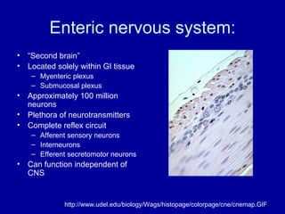 Enteric nervous system: “ Second brain”  Located solely within GI tissue Myenteric plexus Submucosal plexus Approximately 100 million neurons Plethora of neurotransmitters Complete reflex circuit Afferent sensory neurons Interneurons Efferent secretomotor neurons Can function independent of CNS http://www.udel.edu/biology/Wags/histopage/colorpage/cne/cnemap.GIF 