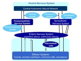 Central Autonomic Neural Network Effector Systems (muscle, secretory epithelium, endocrine cells, vasculature) Enteric Nervous System (myenteric plexus, submucous plexus) Parasympathetic  Nervous System Intermediate cells Parasympathetic ganglia Sympathetic ganglia Nodose ganglia Dorsal-root ganglia Sympathetic  Nervous System Central Nervous System 