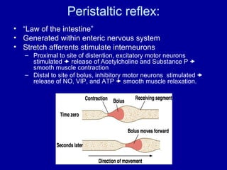 Peristaltic reflex: “ Law of the intestine” Generated within enteric nervous system Stretch afferents stimulate interneurons  Proximal to site of distention, excitatory motor neurons stimulated    release of Acetylcholine and Substance P    smooth muscle contraction Distal to site of bolus, inhibitory motor neurons  stimulated    release of NO, VIP, and ATP    smooth muscle relaxation. 