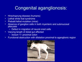 Congenital aganglionosis: Hirschsprung disease (humans) Lethal white foal syndrome Piebald lethal mutation (mice) Absence of ganglion cells in both myenteric and submucosal plexuses Defect in migration of neural crest cells Varying length of distal gut affected rectum +/- proximal colon Functional obstruction with dilatation proximal to aganglionic region 