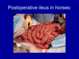 Postoperative ileus in horses: 