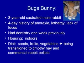 Bugs Bunny: 3-year-old castrated male rabbit 4-day history of anorexia, lethargy, lack of feces Had dentistry one week previously Housing:  indoors Diet:  seeds, fruits, vegetables    being transitioned to timothy hay and commercial rabbit pellets 