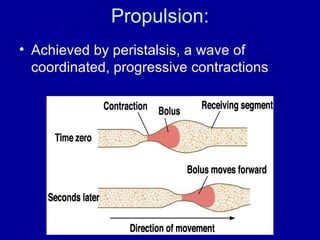 Propulsion: Achieved by peristalsis, a wave of coordinated, progressive contractions 