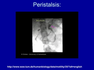 Peristalsis: http://www.wzw.tum.de/humanbiology/data/motility/35/?alt=english 