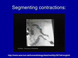Segmenting contractions: http://www.wzw.tum.de/humanbiology/data/motility/35/?alt=english 