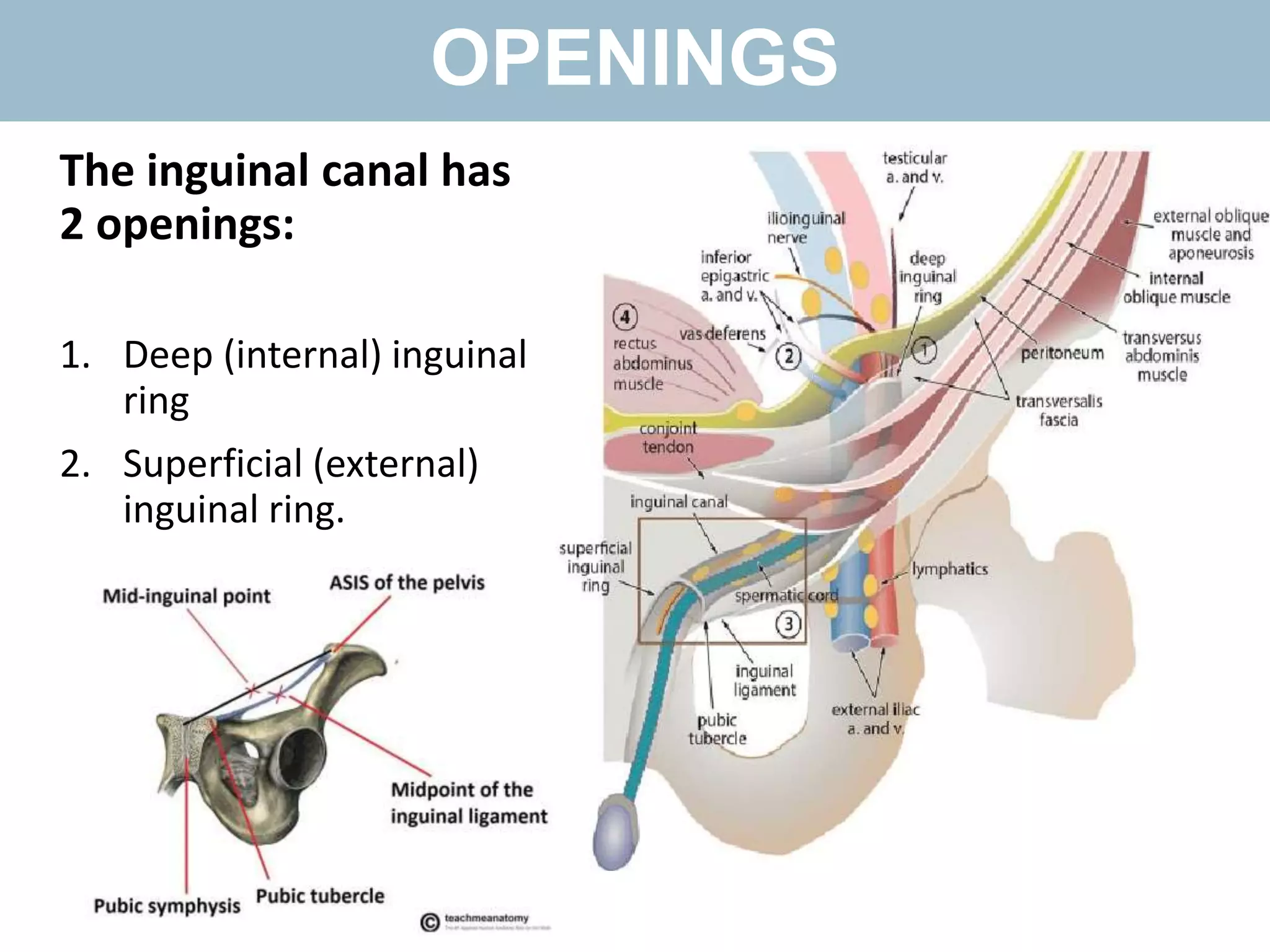 Inguinalscrotal Disease | PPTX
