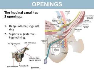 Inguinalscrotal Disease | PPTX