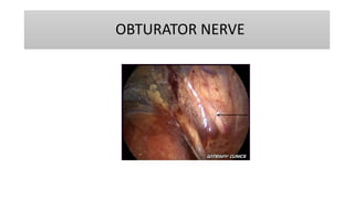 OBTURATOR NERVE
 