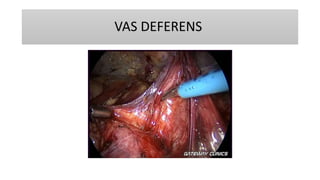VAS DEFERENS
 